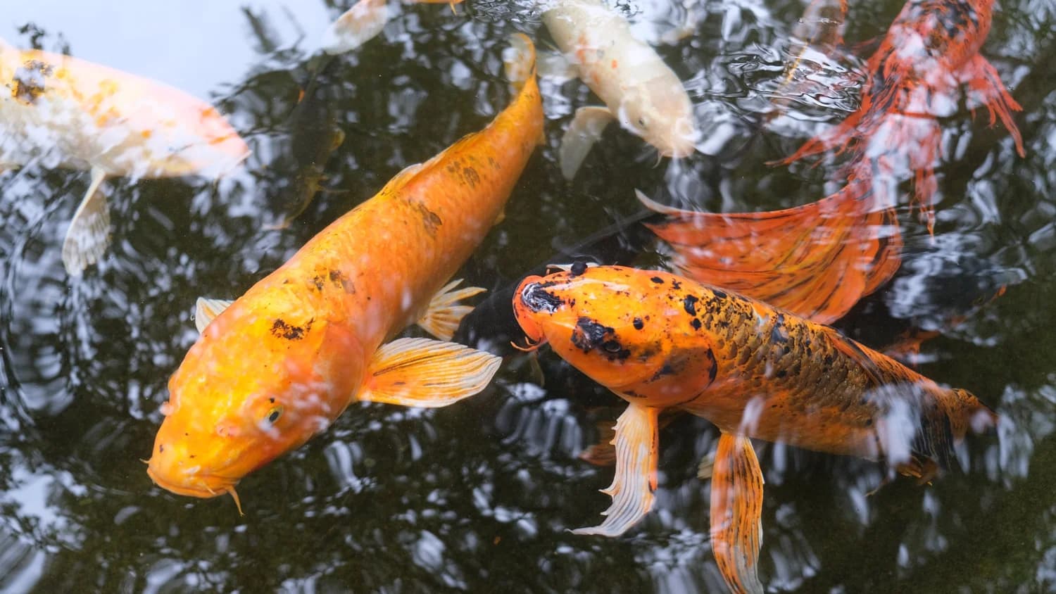 Koi gliding through a pond at the Zilker Botanical Garden