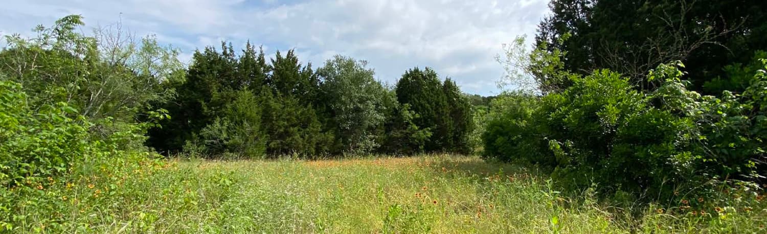 Open meadow grasses meeting the woodland edge within Zilker Park