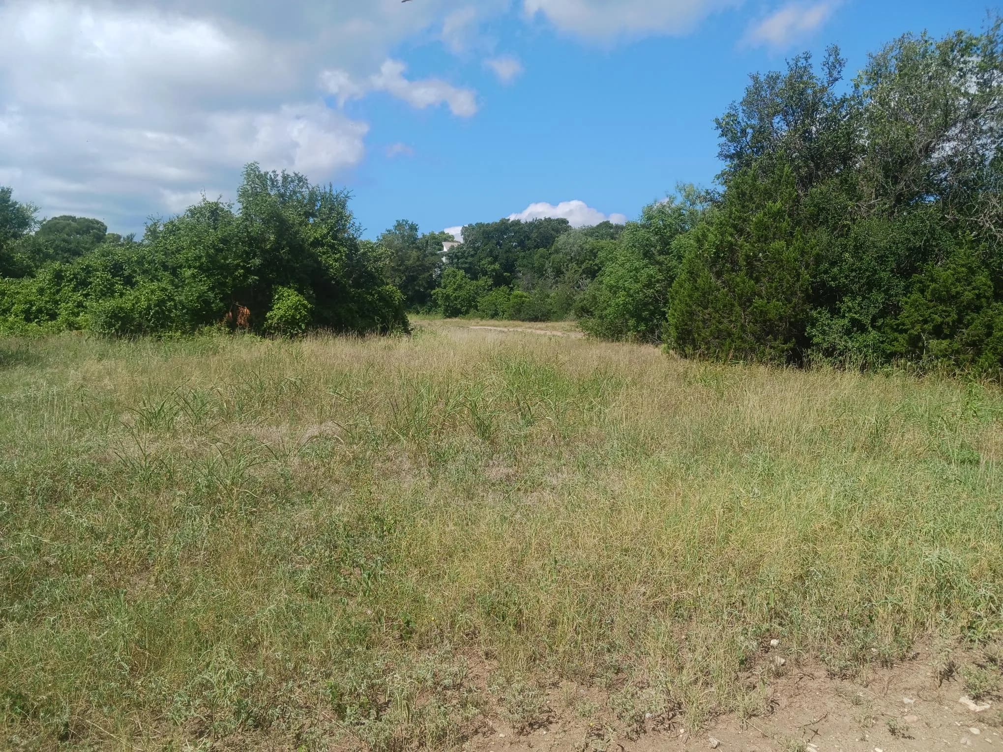 A grassy meadow planting area bordered by trees in Zilker Park