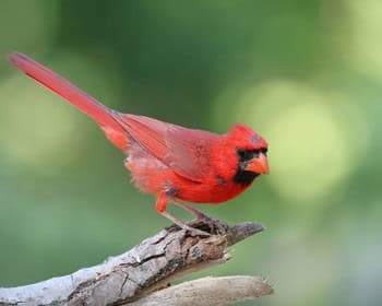 Yaupon Garden Club: Gardening for Birds