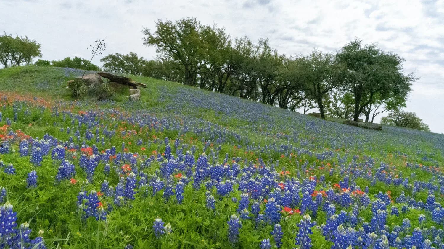 A new Monarch Meadow near Barton Hills Drive will be planted with monarch-friendly wildflowers this fall.
