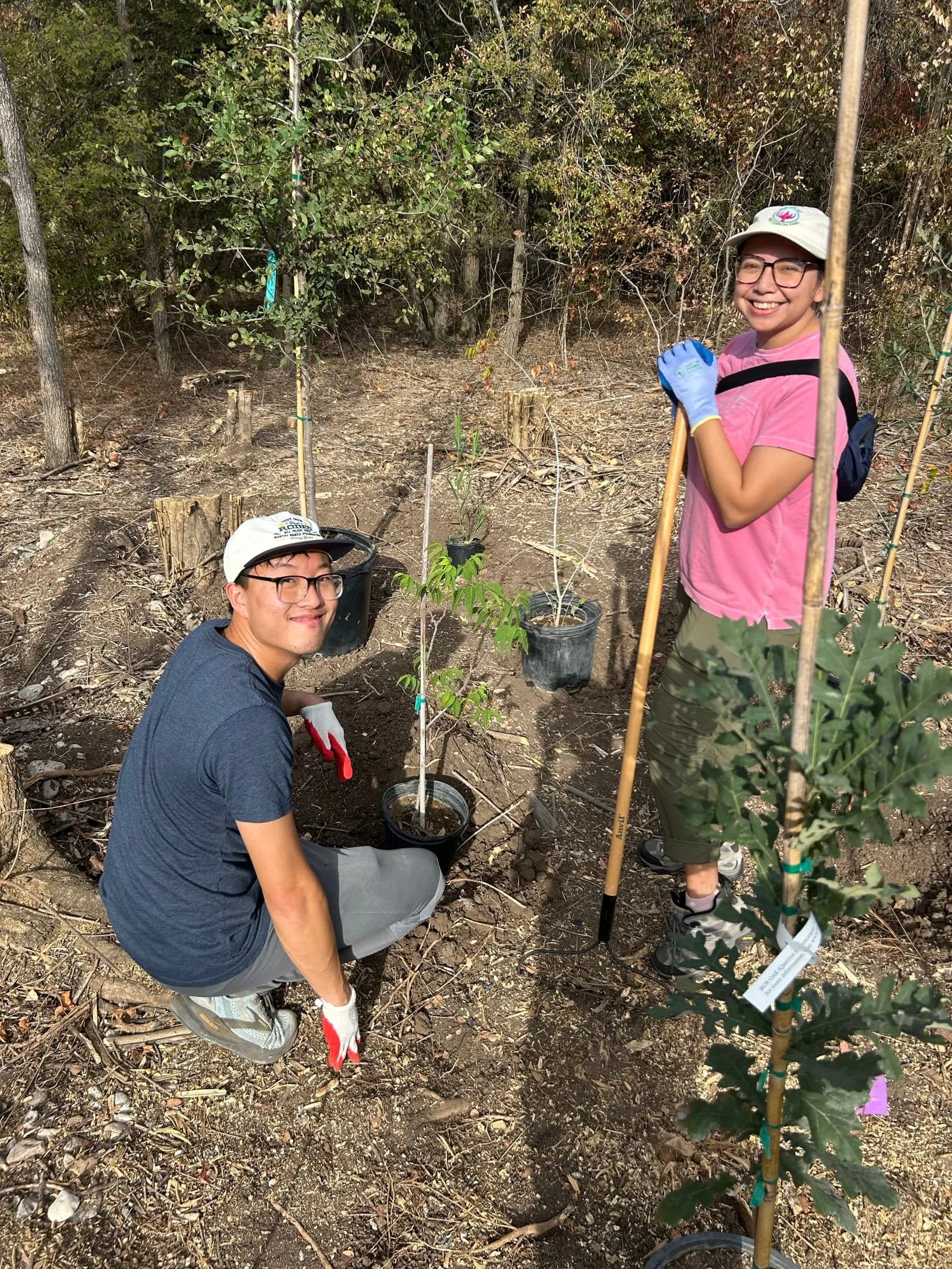 New native trees protected by fencing at the Columbus Drive restoration site.