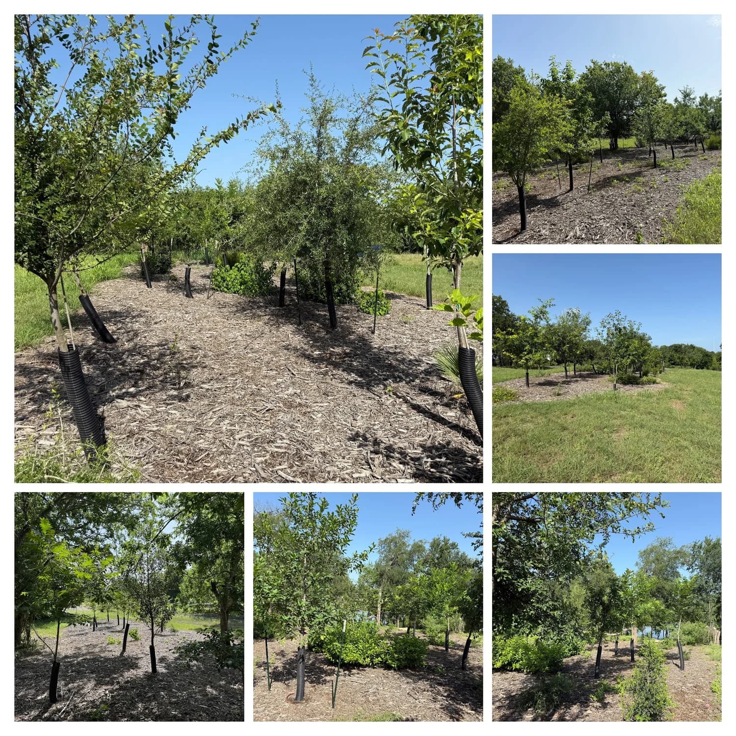 This project is completely funded, but we need your help to make more projects like this one happen. Your support will ensure this restoration takes root—protecting Barton Creek and the Barton Creek salamander, cooling the air, and giving future generations a healthier, shadier Zilker Park. To make a contribution to Zilker 351 click here. Thank you for all that you do to support Zilker Park!