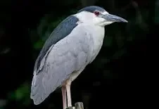 Black-crowned Night-Heron Lou Neff Point — where Barton Creek meets Lady Bird Lake — is one of the better spots to scan for waterbirds moving through. While you're there, watch the water's edge for the Black-crowned Night-Heron, a stocky, patient hunter that roosts in the willows and hackberries along the shoreline, most active at dawn and dusk.