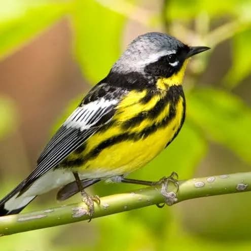 The Magnolia Warbler Look for Magnolia Warblers in the mid-levels of trees, shrubby edges, and wooded areas, often foraging actively near the ends of branches. They frequent dense, leafy areas and can be found in mixed-species flocks with chickadees or other warblers.