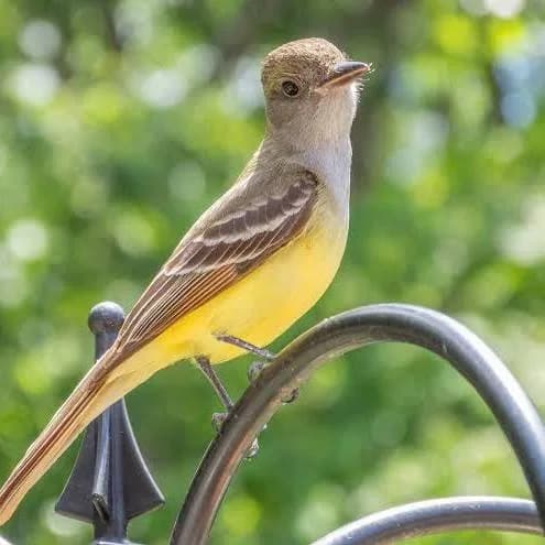Great-crested Flycatcher Keep an eye overhead at the park's open fields and edges for the Great-crested Flycatcher which arrives in May and hunts from exposed perches and tree tops scanning for insects to snack on.