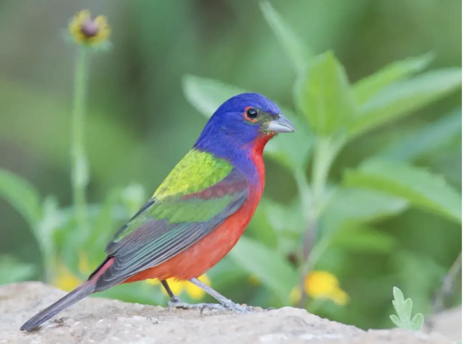 Zilker Park is for the Birds!