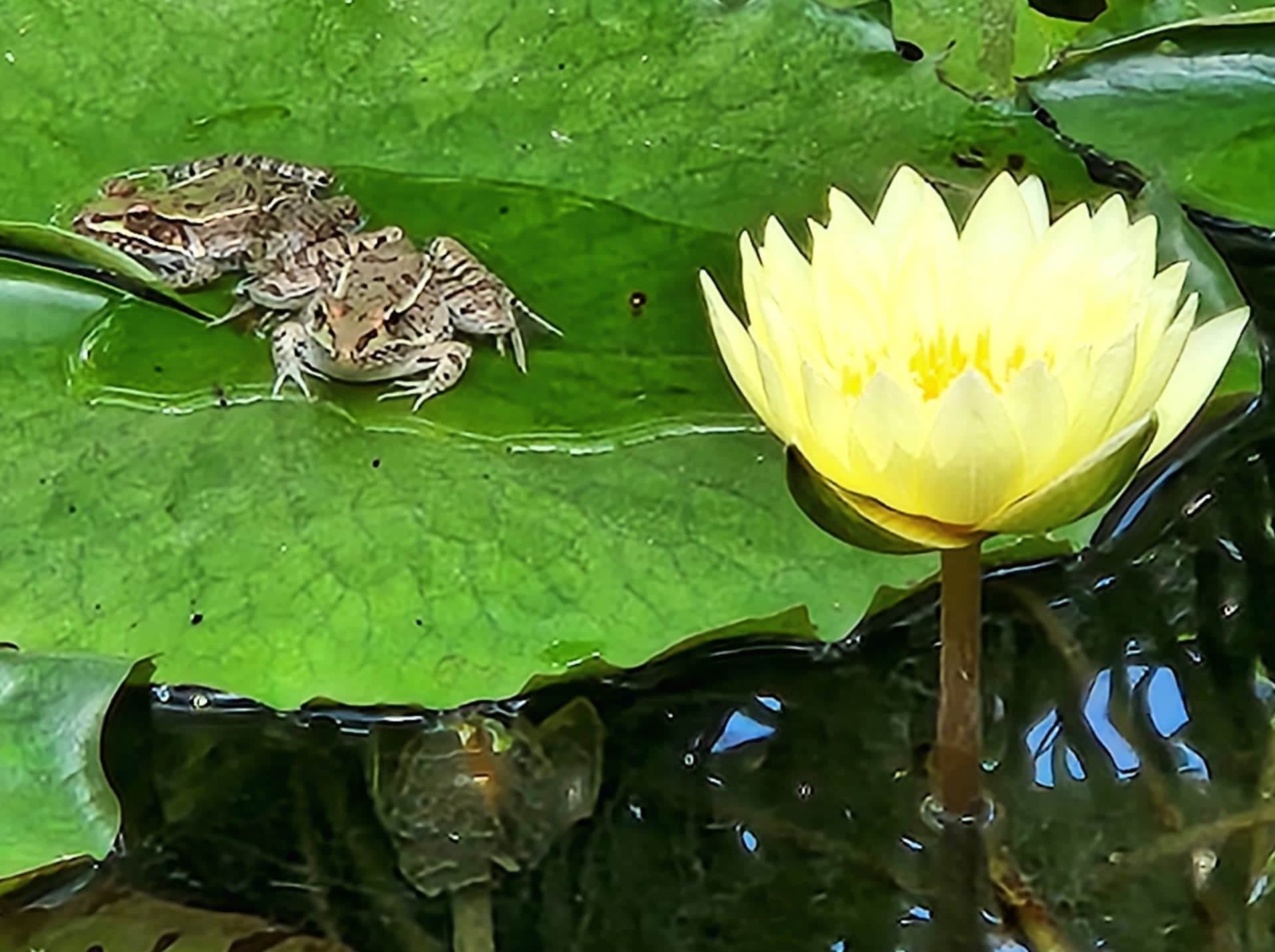 Austin Pond Society August Meeting